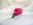 2/Pink Rose Buttonhole.JPG